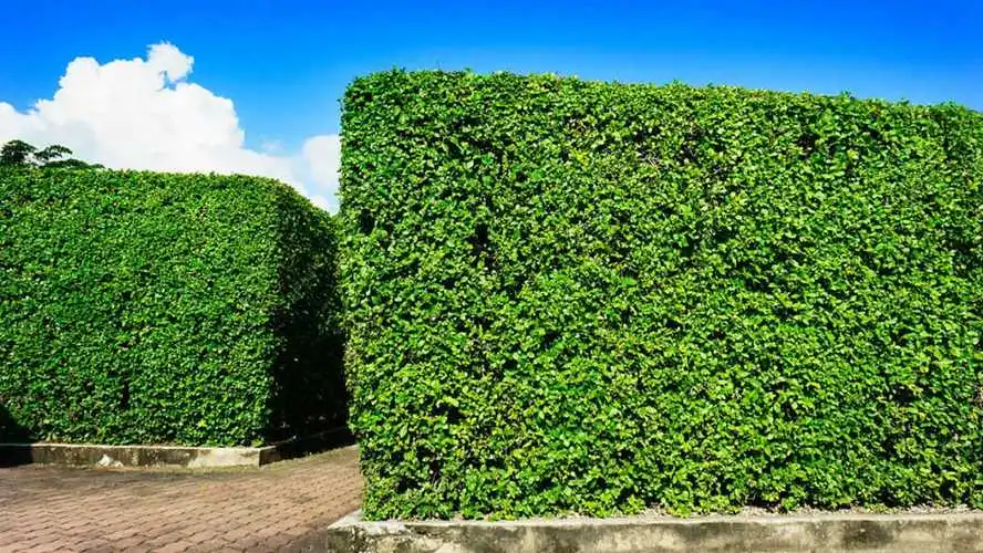 花艺园林景观设计策划
